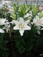 [5295 Silverio No01.JPG]